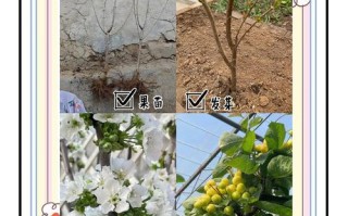 樱桃怎么种植（樱桃怎么种植才甜）
