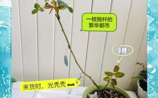 月季小苗怎么养长得快（月季小苗好养活吗）