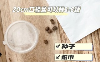 金莲花种子怎么种（金莲花怎么种植养殖方法 新闻）