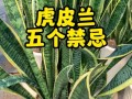 虎皮兰多久浇一次水（新栽的虎皮兰多久浇一次水）