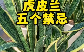 虎皮兰多久浇一次水（新栽的虎皮兰多久浇一次水）