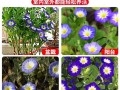 三色旋花种植方法（3色旋花图片怎么种植）