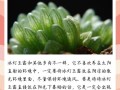 冰灯玉露冬季怎么养（冰灯玉露夏天怎么浇水）
