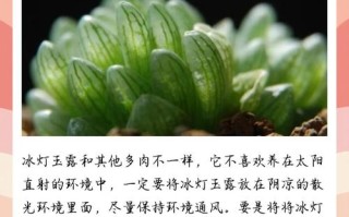 冰灯玉露冬季怎么养（冰灯玉露夏天怎么浇水）