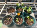 花毛茛种球几天发芽（花毛茛种球多久开花）