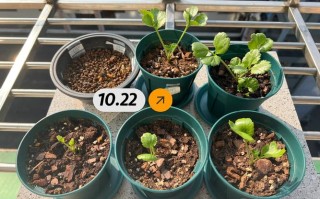 花毛茛种球几天发芽（花毛茛种球多久开花）