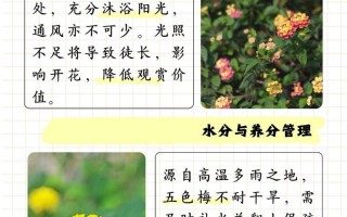 五色梅秋天怎么养（五色梅的夏季养护）