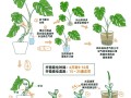 龟背竹怎么分株（龟背竹怎么分株伤害最小）