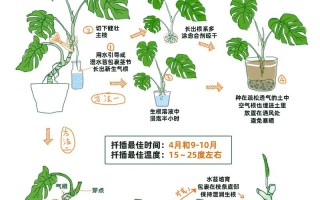 龟背竹怎么分株（龟背竹怎么分株伤害最小）