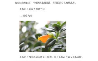 吊兰春天这么养（吊兰春季怎么修剪）