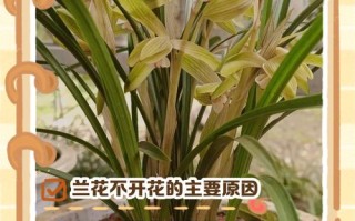 养了这么多年花（养了这么多年花 第一次全开了 给我惊艳与感动）