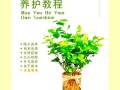 关于茉莉夏季怎么养的信息