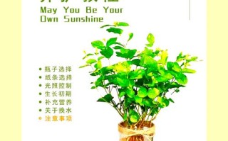 关于茉莉夏季怎么养的信息
