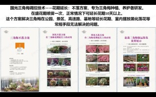三角梅的花期怎么延长（1三角梅开花怎样延长时间）