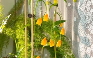 宫灯长寿花怎么修剪（宫灯长寿花怎么养视频）