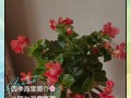 四季海棠花谢后怎么办（四季海棠花落后咋处理）