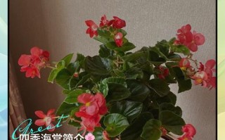 四季海棠花谢后怎么办（四季海棠花落后咋处理）