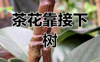 茶花的繁殖方法（茶花的繁殖方法视频）