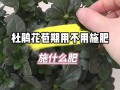 杜鹃花怎么施肥（杜鹃花怎么施肥施什么肥）