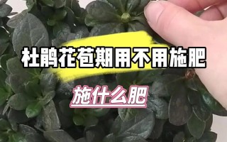 杜鹃花怎么施肥（杜鹃花怎么施肥施什么肥）