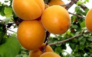 野杏种子怎么种（野杏种子怎么种植视频）