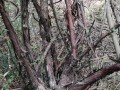 小果蔷薇如何盆栽（小果蔷薇盆景）