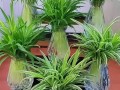 水培吊兰怎么养长得旺盛（水培吊兰的养殖方法和注意事项吊）