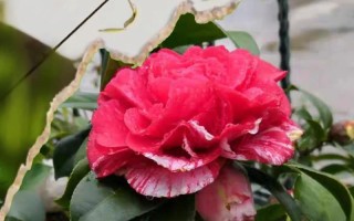 茶花植物知识分享（茶花的知识）