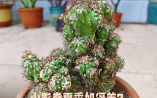 山影拳怎么养出怪形状（山影拳能长多大）