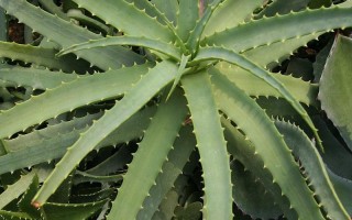 澳大利亚植物知识分享（澳大利亚植物图片）