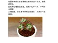 多肉植物多久浇一次水（多肉植物多久浇一次水合适?）