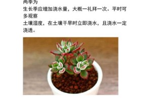 多肉植物多久浇一次水（多肉植物多久浇一次水合适?）