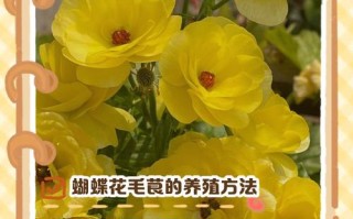 花毛莨怎么养（花毛莨怎么养才能开花）