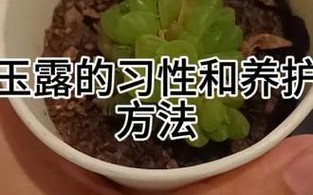 草玉露怎么养更饱满（草玉露的养殖方法和注意事项）