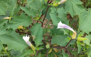 曼陀罗秋天怎么养（曼陀罗适合什么季节种）
