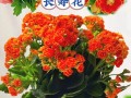 长寿花用什么盆好（长寿花用啥盆栽好看）