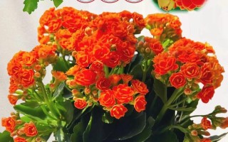 长寿花用什么盆好（长寿花用啥盆栽好看）