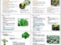 东北越冬绿植养护方法有哪些（东北越冬绿植养护方法有哪些种类）