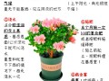 山育杜鹃的花期养护（山杜鹃养殖方法）