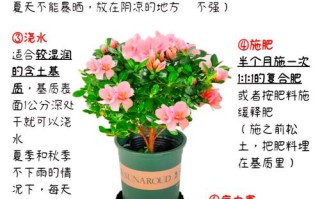 山育杜鹃的花期养护（山杜鹃养殖方法）