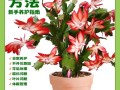 王大哥养花有诀窍（王大爷养花 视频）