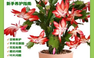 王大哥养花有诀窍（王大爷养花 视频）