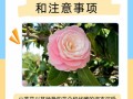 茶花秋天怎么养（茶花秋天养护）