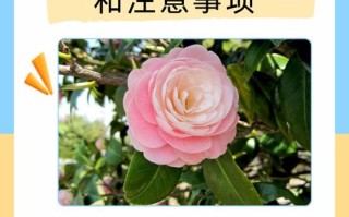 茶花秋天怎么养（茶花秋天养护）