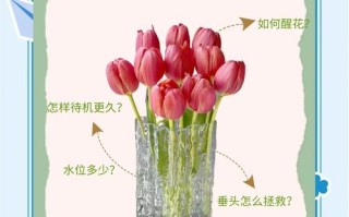 郁金香怎么养（郁金香怎么养效果比较好）