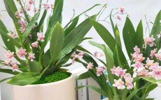如何种植香草兰（香草兰种苗）