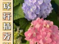 绣球花扦插方法和时间（绣球花扦插方法和时间 视频）