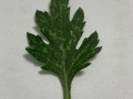 菊花叶子长白斑怎么办（菊花叶子上出现白色花纹）