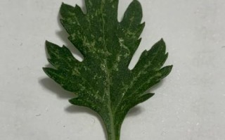 菊花叶子长白斑怎么办（菊花叶子上出现白色花纹）