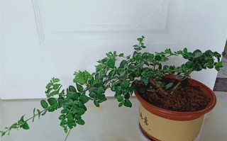 铁茉莉怎么修剪造型（铁茉莉的扦插方法）
